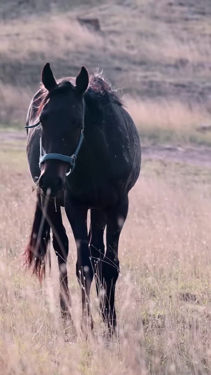 Un singolo cavallo nero con cavezza che cammina verso la fotocamera, si muove attraverso un pascolo spazzato dal vento, con la testa abbassata.