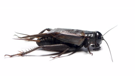 side view of a black field cricket sitting on a white background