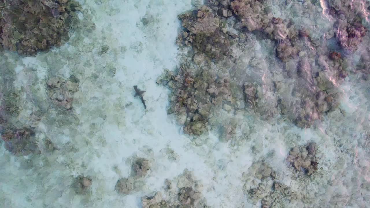 Drone overhead view follows shark, glistening shimmering in crystal clear water