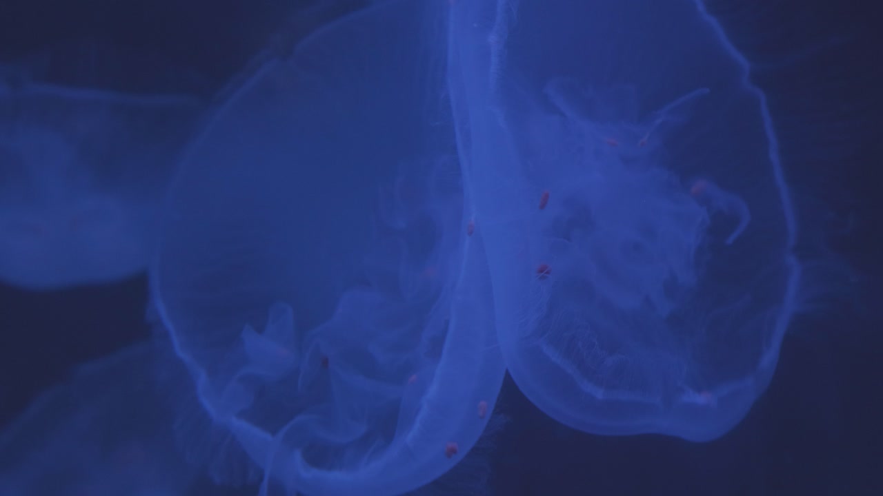 Meduse che nuotano e ondeggiano nell'habitat dell'acquario.