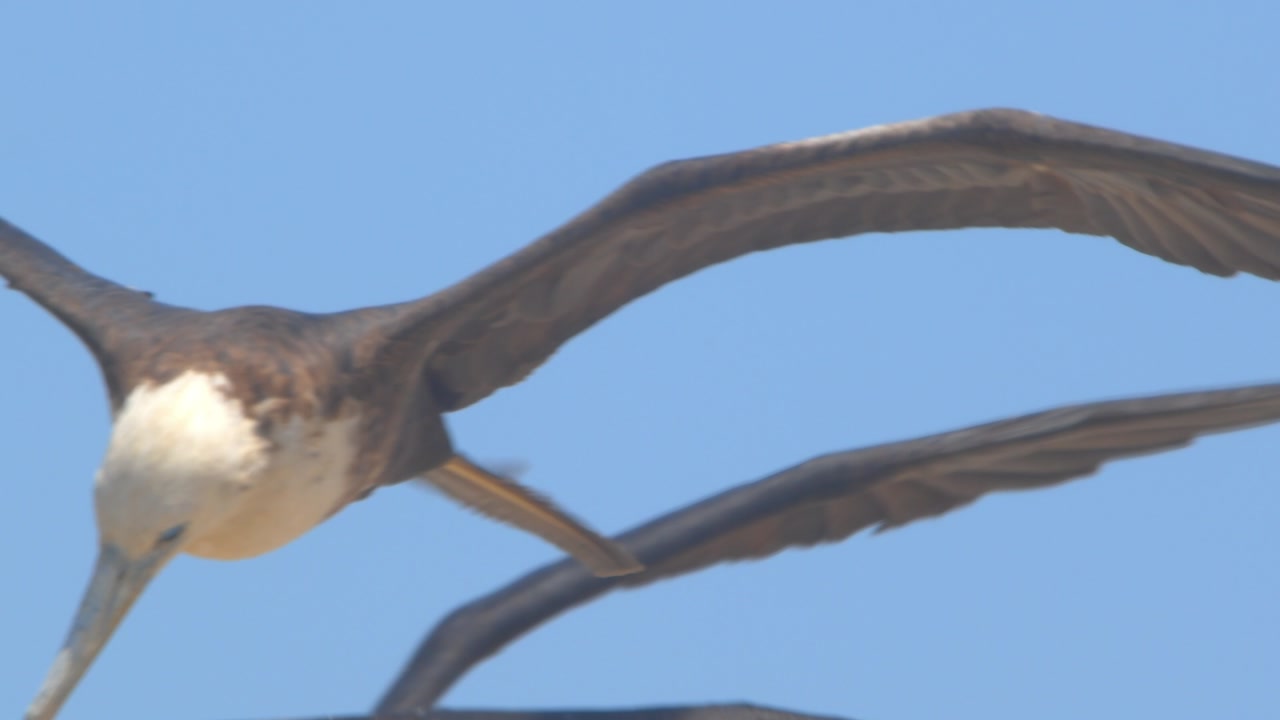 Extreme close up of frigatebird faces flying in slow motion Piura Peru