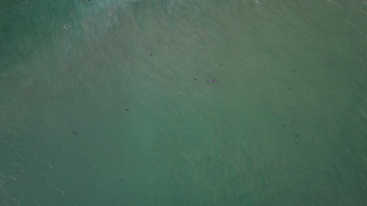 Balene megattere nel mare tropicale vicino alla Riserva Naturale di Cook Island nel Nuovo Galles del Sud, Australia