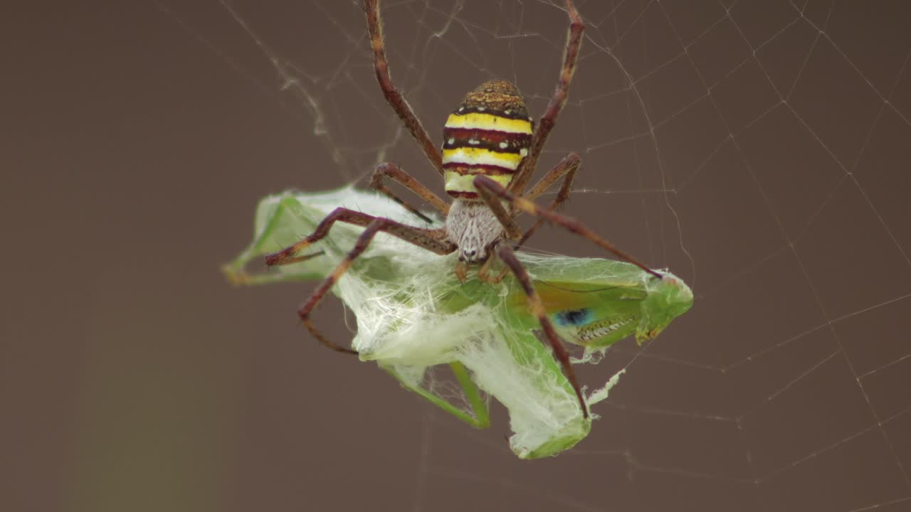 St Andrew's Cross Female Spider Holding Onto Praying Mantis Caught In Web Daytime Sunny Australia Victoria Gippsland Maffra Close Up