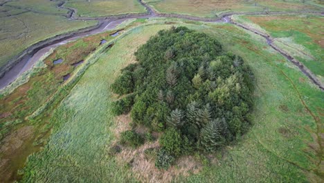 aerial: circle of small group of green trees on estuary, gower, 4k drone