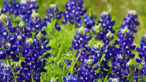 Video-De-Primer-Plano-De-Flores-Bluebonnet-Soplando-En-Viento-Extremo