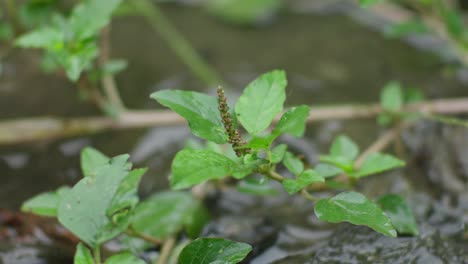 Plantas-Verdes-Con-Hojas-Mojadas-Que-Crecen-Cerca-De-Un-Arroyo.