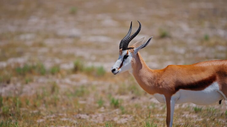 Springbok in the African Savanna