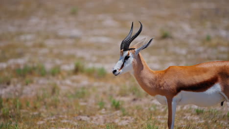 springbok in the african savanna