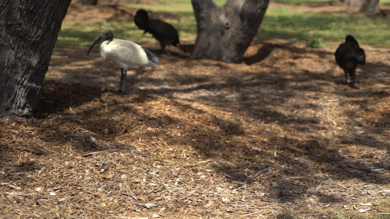 Panoramica a sinistra di tacchini selvatici e ibis in una riserva naturale.