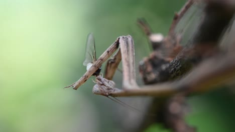 Heterochaetula-straminea,-Mantis,-4K-Footage