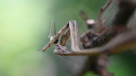 heterochaetula straminea, mantis, imágenes de 4k