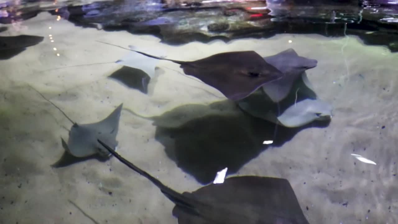 Group of Stingrays Swimming in Aquarium