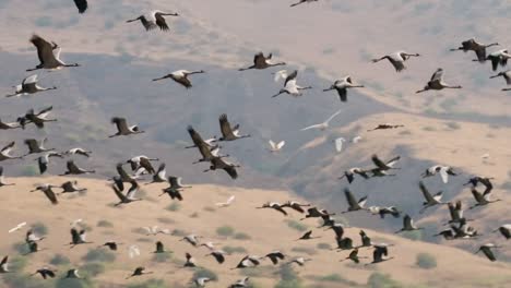 Slow-motion-tracking-shot-of-a-large-group-of-storks-in-flight-at-Hagmon-Haula