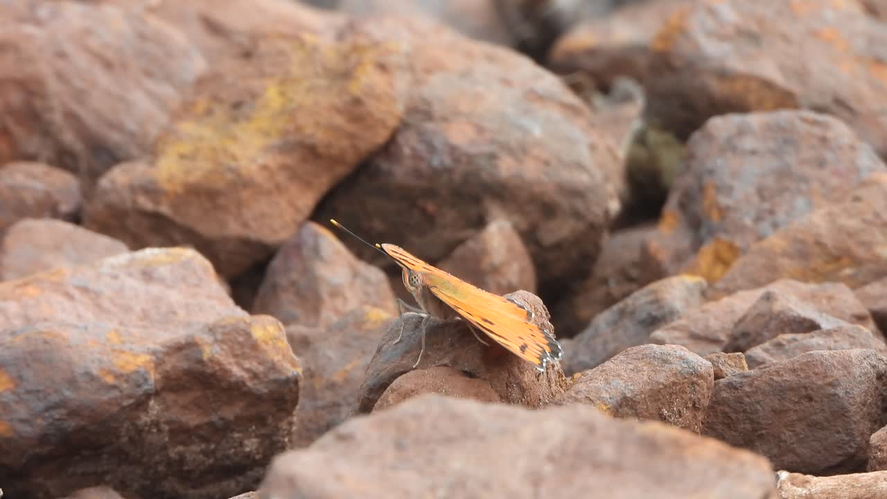 Butterfly relaxing - finding honey 