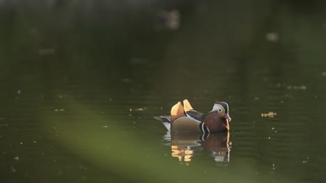 beautiful mandarin duck on a lake at sunset in slow motion