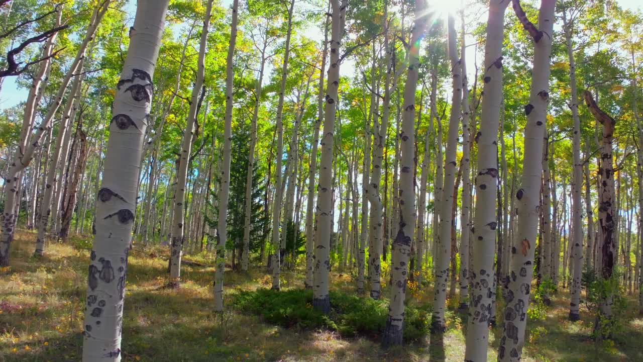 Quaking Aspens morning sunrise sun flare rays Mount Shavano trailhead Colorado trail San Isabel White River National Forest fall autumn foliage leaf peeping Kebler Pass Vail Telluride forward pan up
