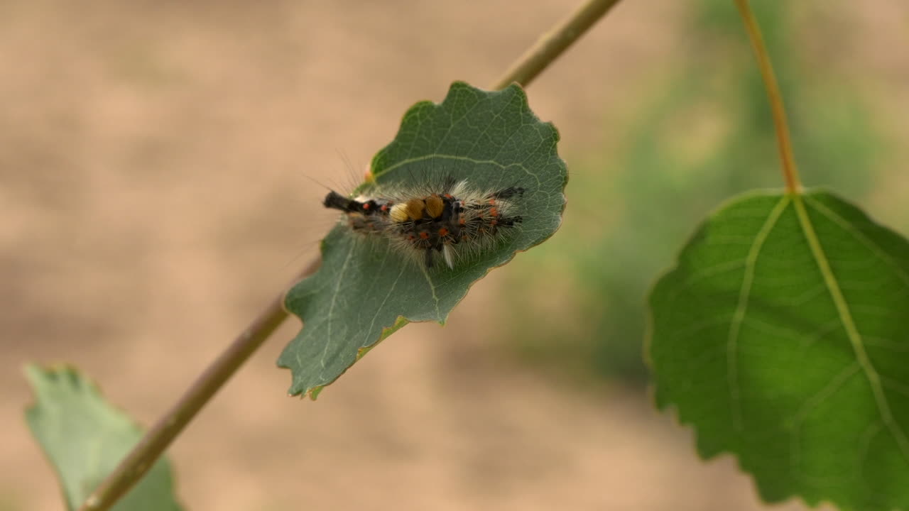Tight macro shot of a Vapourer moth caterpillar resting on a dark green leaf in a young hedgerow sapling, part of a wildflower restoration area.