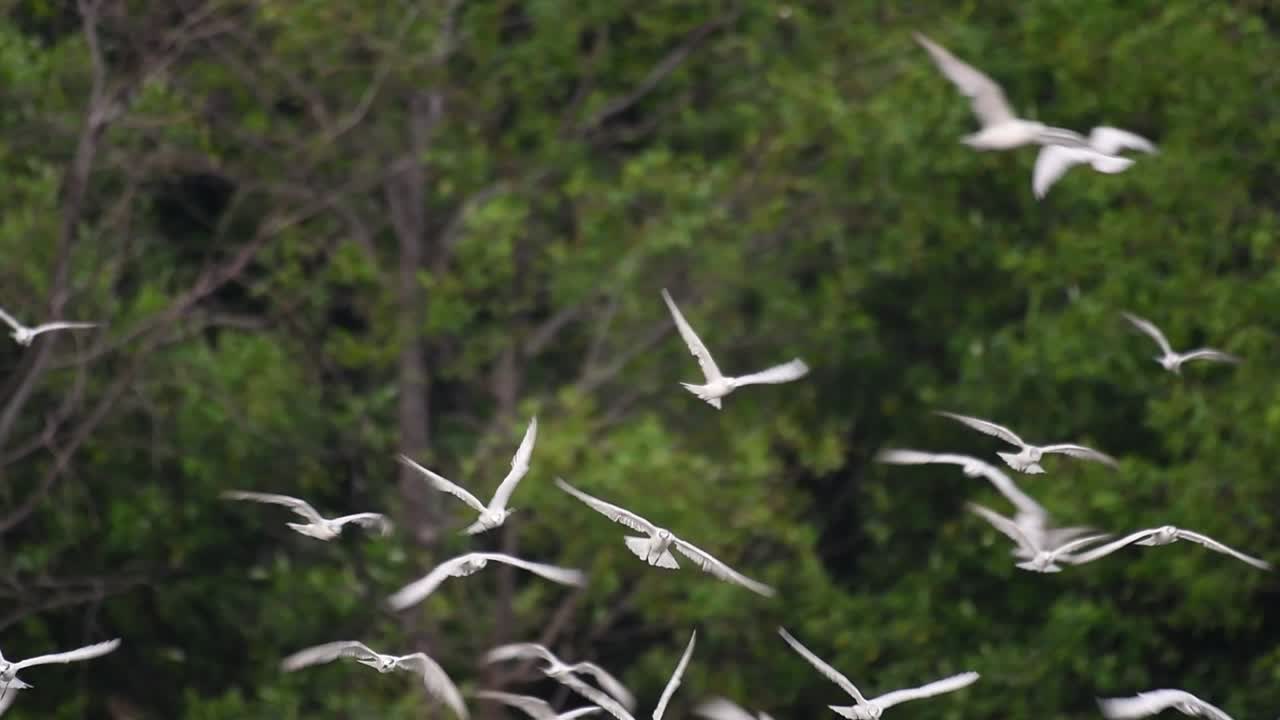 제비갈매기는 전 세계 바다, 강 및 기타 더 넓은 수역에서 볼 수 있는 바닷새입니다.