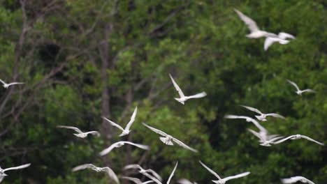 Los-Charranes-Son-Aves-Marinas-Que-Se-Pueden-Encontrar-En-Todo-El-Mundo-En-El-Mar,-Ríos-Y-Otros-Cuerpos-De-Agua-Más-Amplios