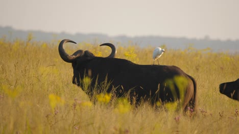 medium, slow motion shot of two cape buffalo interacting in golden, yellow grass, cattle egret on back