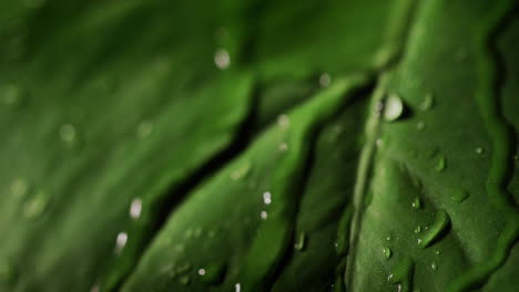 las gotas de lluvia fluyen por la hoja verde