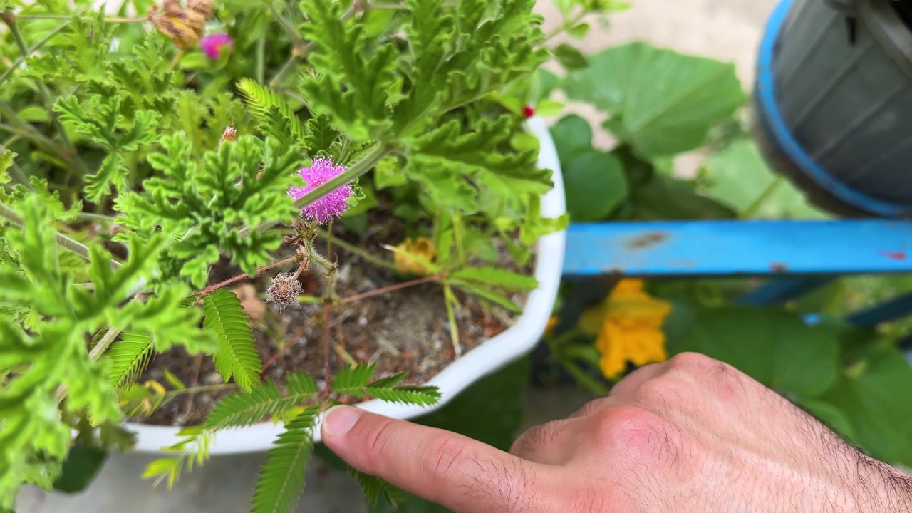 Planta sensitiva, Mimosa pudica, folhas em flor, floração, movimento de fechar ao toque, floresta Hircana Irã, prado exuberante, ecossistema tropical, erva vibrante, curiosidade, descoberta, natureza, crescimento sustentável.