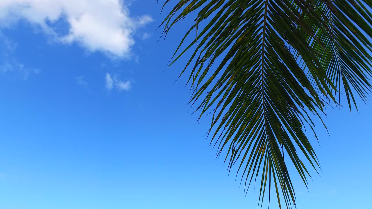 Palm leaf on bright blue sky with white cloud background on beach of tropical island in Myanmar, copy-space