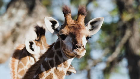 fotografía de cerca de una jirafa de tres cuernos en un parque de reserva natural en el norte de áfrica