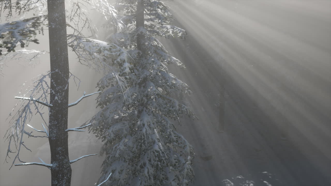 туманный туман в сосновом лесу на горных склонах