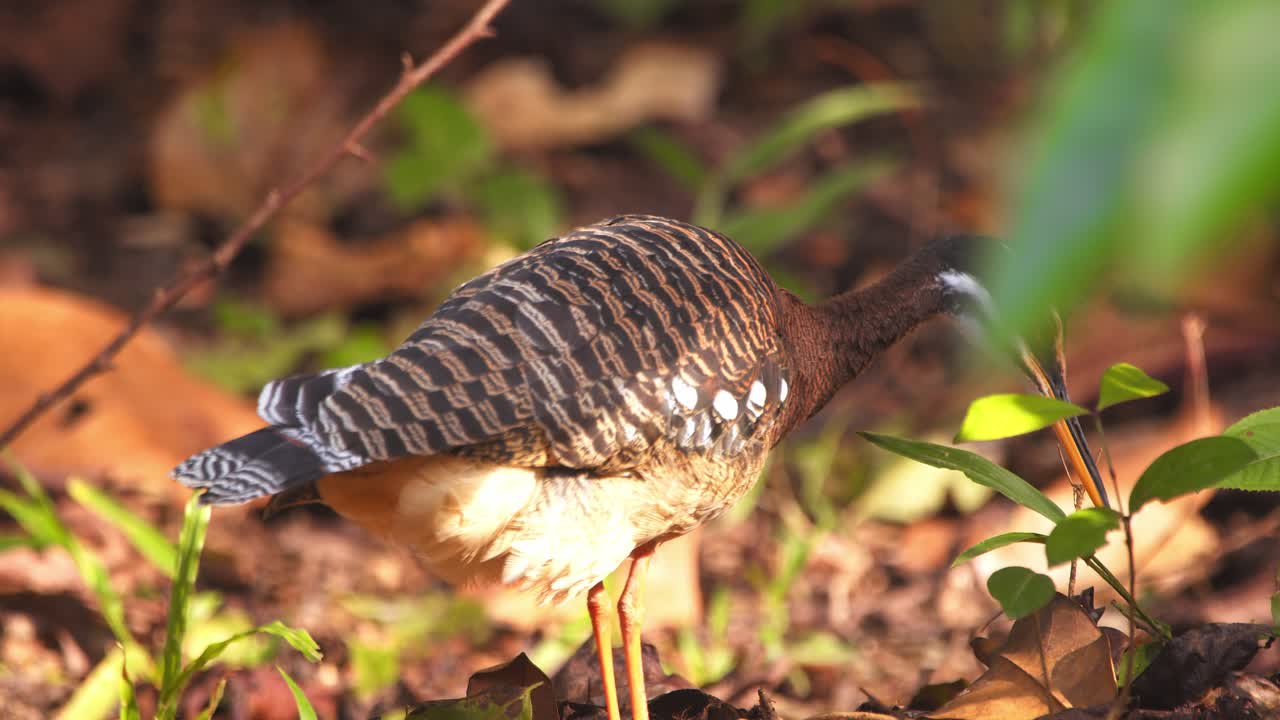 Sunbittern standing in a forest clearing with golden light
