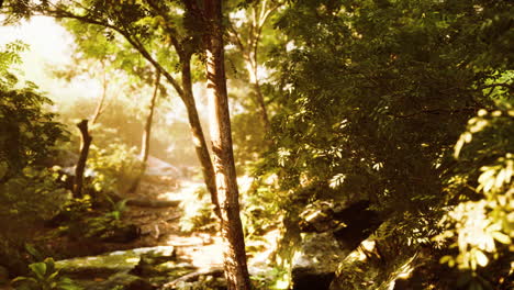 Late-summer-sunlight-breaking-through-the-trees