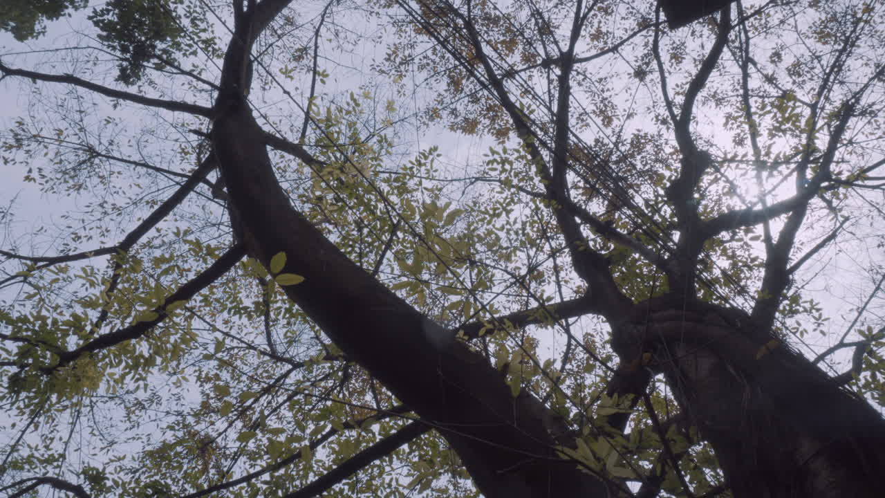 árbol de huangjue cayendo hojas en primavera