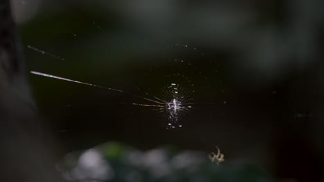 Shot-of-a-spider-in-the-early-stages-of-weaving-it's-web