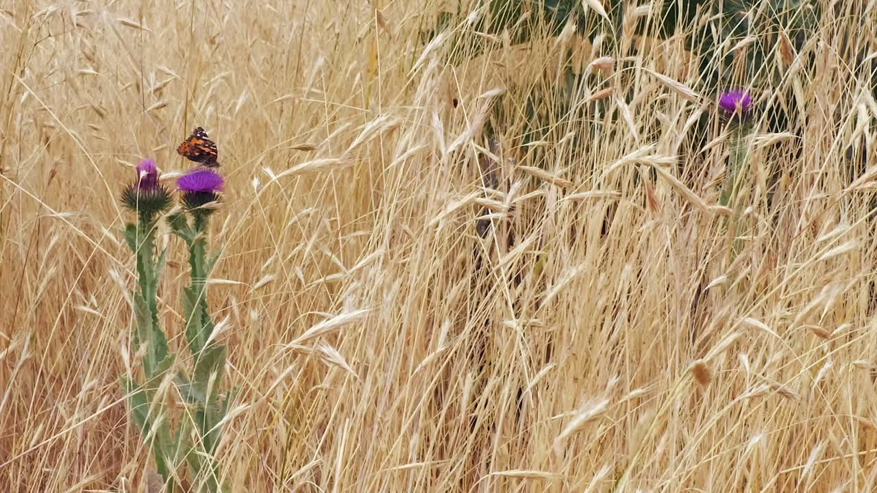 Establishing shot: Orange butterfly on thistle flower on windy day