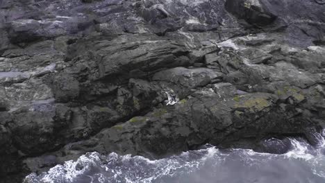 harp seal resting on rocky shore in iceland with waves breaking, aerial