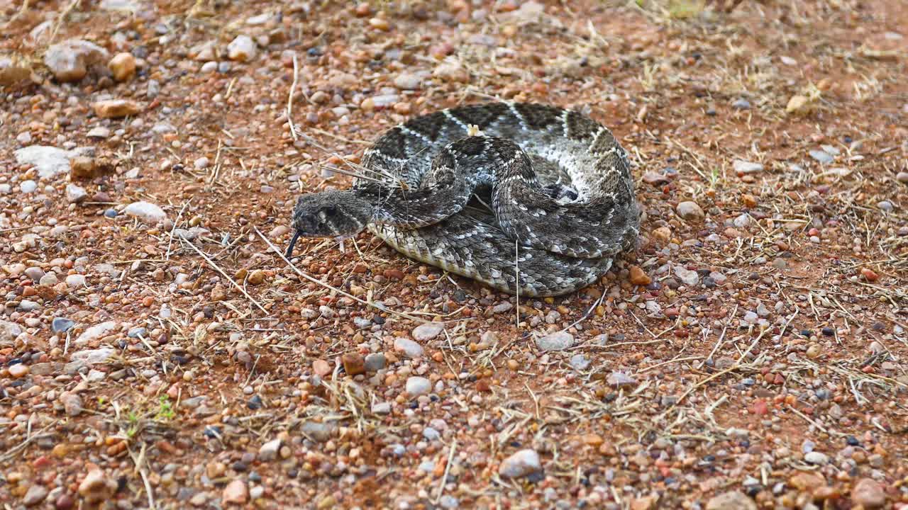 Western Diamondback Rattlesnake on rocky ground