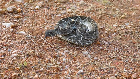 western diamondback rattlesnake on rocky ground