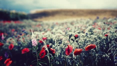 beautiful red poppy flowers in a field
