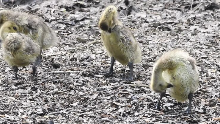 Baby geese on a rocky shoreline cleaning and drying off after a swim