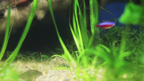 acuario 33