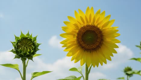 a stunning growth sequence of sunflowers: from budding green heads to full vibrant blooms under a clear sky, capturing nature's beauty and transformation in close-up