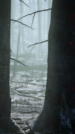 aftermath of a forest fire: a gloomy and eerie landscape