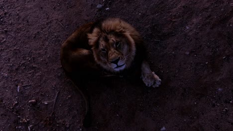 León-Aéreo-Por-La-Noche-Cerrar-Arriba