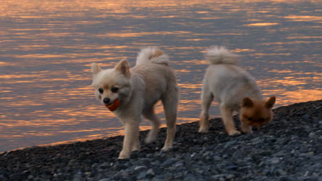 La-Alegría-De-Un-Perro-Jugando-A-Buscar-En-Una-Playa-De-Guijarros-Al-Atardecer