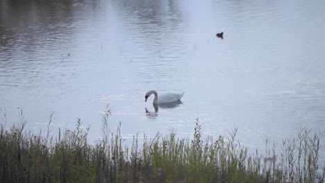 cisne sumergiendo y moviendo la cabeza