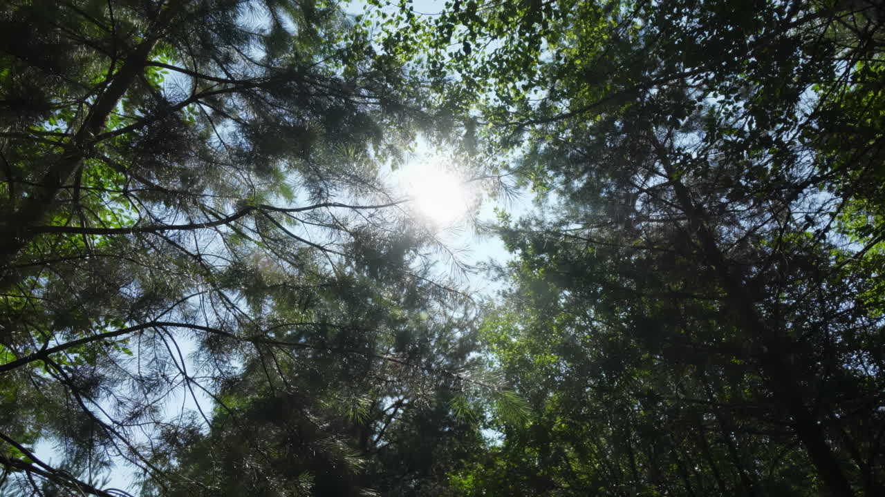 la luz del sol filtrándose a través del dosel del bosque