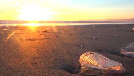 Seaweed-and-shore-creatures-along-a-California-beach-at-sunset