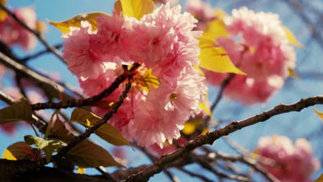 Fesselnde-Aufnahme,-Die-Die-Zarten-Rosa-Kirschblüten-In-Voller-Blüte-Zeigt,-Mit-Sonnenlicht,-Das-Durch-Die-Weichen-Blütenblätter-Inmitten-Der-Leuchtend-Grünen-Blätter-Fällt