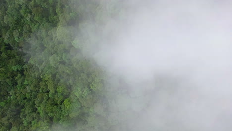 Aerial-Birds-Eye-Rising-Through-Mist-Clouds-Over-Amazon-Canopy-Tree-Tops