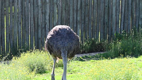 an ostrich pecks on a grassy, flowery ground in a french zoological park, sunny day